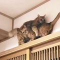 2匹の猫が『狭すぎる道』ですれ違った結果…猫達が導き出した"まさか…