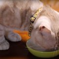 びっくり！まるでおやつのように薬を食べる猫ちゃん！