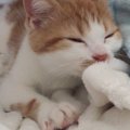 猫のかわいい「構って」アピール８選