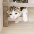 猫が家の中で「パトロール」？ストレスサインの可能性も…！