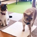 『先輩猫に嫌われた新入り猫』が毎日"挨拶"を続けた結果…思…