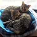 ２匹はいつも一緒♡全盲の子猫と片目がない子猫の出会い！