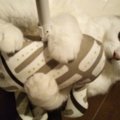 愛猫のストレス発散に！『カミカミパンチクッション』を作ってみた!