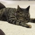 冬場に猫が室内で好むあったかスポット４つと気をつけたいこと