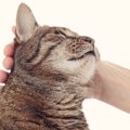 猫にこの異変が現れたら病院へ！早く受診すべき『危険な症状』6つ