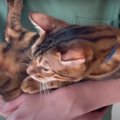 何分抱っこできる？飼い主さんと猫ちゃんのチャレンジ？