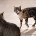猫が我慢ならずに『ブチギレる』瞬間4選　怒ってしまう理由から取るべき対…