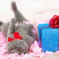 愛猫のお誕生日は何をしてお祝いする？いつもと違う事でお祝いを！