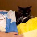 黒白猫のために寝床を作ってあげるお姉ちゃん→なぜか気に入らない様子で……