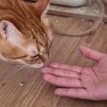久しぶりに遊びに来た妹→『元凶暴猫』との再会で……心温まる『まさかの…