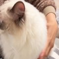 かまってアピールしてきた猫→両手でそっと持ち上げたら…予想外の『可愛す…