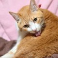 猫が体を『ずっと舐めている』のは異常のサイン？考えられる3つの理由