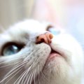 猫に『鼻クソ』が出る原因3選　病気を心配すべき場合は？お手入れはどうす…