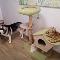 犬猫4匹での初めてのお留守番を『隠し撮り』してみたら…飼い主さんを待つ…