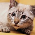 『人間不信』に陥っている猫にしてはいけない5つの禁止行為　警戒して…