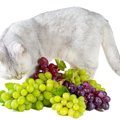 猫にぶどうは絶対にNG！中毒症状や危険な量の目安、食べた場合の対処…