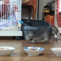 保護子猫たちにごはんをあげると…食べている最中の『鳴き声』が可愛す…