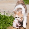 子猫を守りたい！子育て中に母猫が引っ越しをする理由