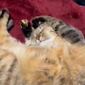 『いい夢見てたんやろなあ』→ぐっすりと眠っている猫を撮っていたら……