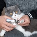 やり過ぎや勘違いは厳禁！愛猫に『してはいけないNGなお手入れ』4選とその…