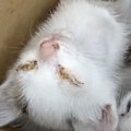 猛暑の中『目ヤニだらけの薄汚れた白猫』を保護して…成長した姿に涙が止ま…