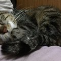 推定10歳のおじいちゃん猫「殺処分」寸前のところを保護！いまはのん…