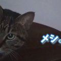 二度寝してしまったパパさんにちょっぴりおこな猫ちゃん