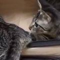ソフトケージの中で遊んでいた２匹の子猫→突然立ち上がると…予想外す…