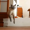 猫ちゃんの限界に挑戦？！トイレットペーパーチャレンジ