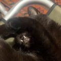 「彼氏と彼女の会話ｗ」顔を隠すようにして寝ている黒猫→『顔見して』…