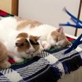 夏はこれだニャ！扇風機の前に集まる猫ちゃんたち♡