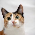 『三毛猫』だけにある不思議な魅力4選♡オスが少ない理由とは…