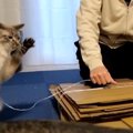 ダンボールがたくさん！猫の手貸し放題な猫ちゃん