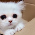 子猫が初めてお家にやってきたときの反応…『あどけない表情』が可愛す…