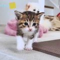 「何だこの可愛い生き物は…！」呼ぶとダッシュで駆けつけてくれる子猫…