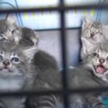 5匹の子猫を連れた母猫…保護後の無邪気な様子にほっこり♡