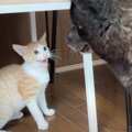 『やんちゃで暴走気味の子猫』を叱っていたら、心配した犬が……29万200…