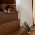 先輩猫がいる『階段の上』に行こうと『0歳の子猫』が挑戦した結果…思わず…