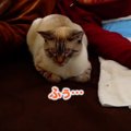 新しい動画の楽しみ方♪選んだ選択肢によって猫ちゃんの行動が変わる！