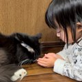 『ねこ語で会話する娘』に、猫から『完璧すぎる返事』が返ってきて…尊…