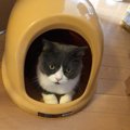 間違いがち！猫のトイレにおけるNGチェック項目５つ