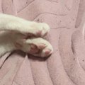 家に来てまだ10日目なのに…元野良猫が見せた『まさかの寝姿』に5万いいね…