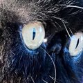 ぺちゃ顔猫の『ヒゲ』が伸びた結果…想像以上に『ファンタジー感満載な光景…