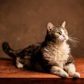 猫たちが打ち立てた『ギネス世界記録』4選　信じられない偉業の数々を…