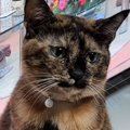 サビ猫ちゃん→飼い主さんに『かわいい！』と言われると…尊いリアクシ…
