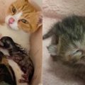 ガリガリの母猫を保護…難産を経て5匹のかわいい子猫が誕生！