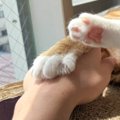 うっとりとした顔でくつろぐ猫→『爪』を見てみると？……まさかの形が3万900…