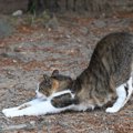 猫が『おしりを高く上げる』ときの理由5つ　気持ちの見分け方や上手な対処…