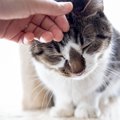 猫の「撫でて！」サイン3つ♡高確率で好かれる撫で方やタイミングとは