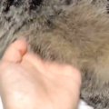 くつろぐ猫→飼い主がお腹のあたりを優しく触ると…ずっと見ていたくな…